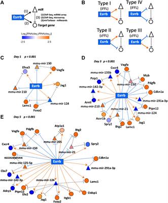 Esrrb Regulates Specific Feed-Forward Loops to Transit From Pluripotency Into Early Stages of Differentiation